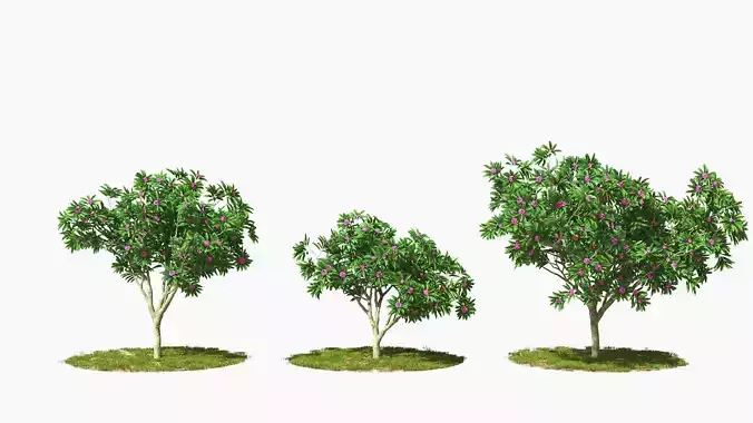 Wind Tree005 Animation Frangipani 3D model