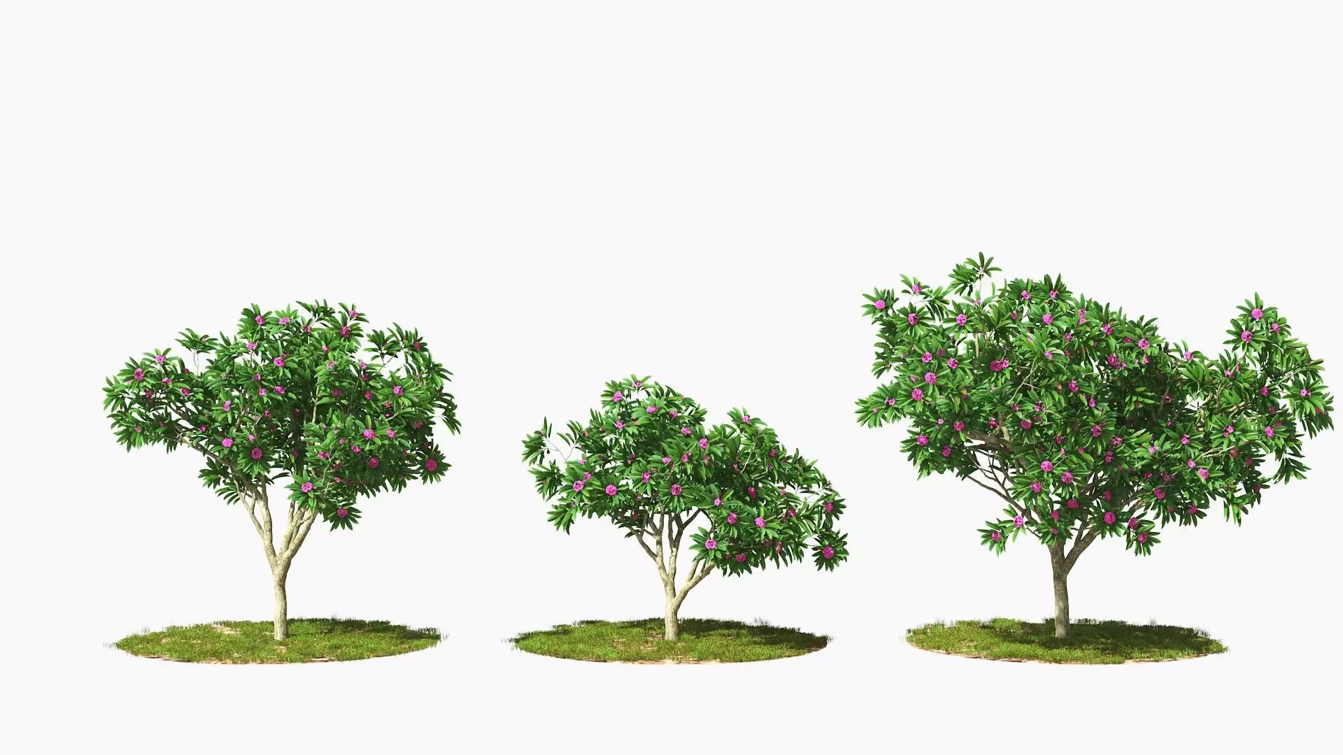 Wind Tree005 Animation Frangipani 3D model