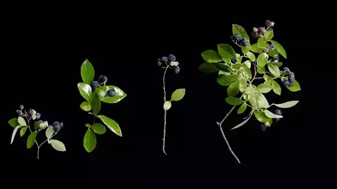 blue berry bushes 3d model with low polygon 3D model