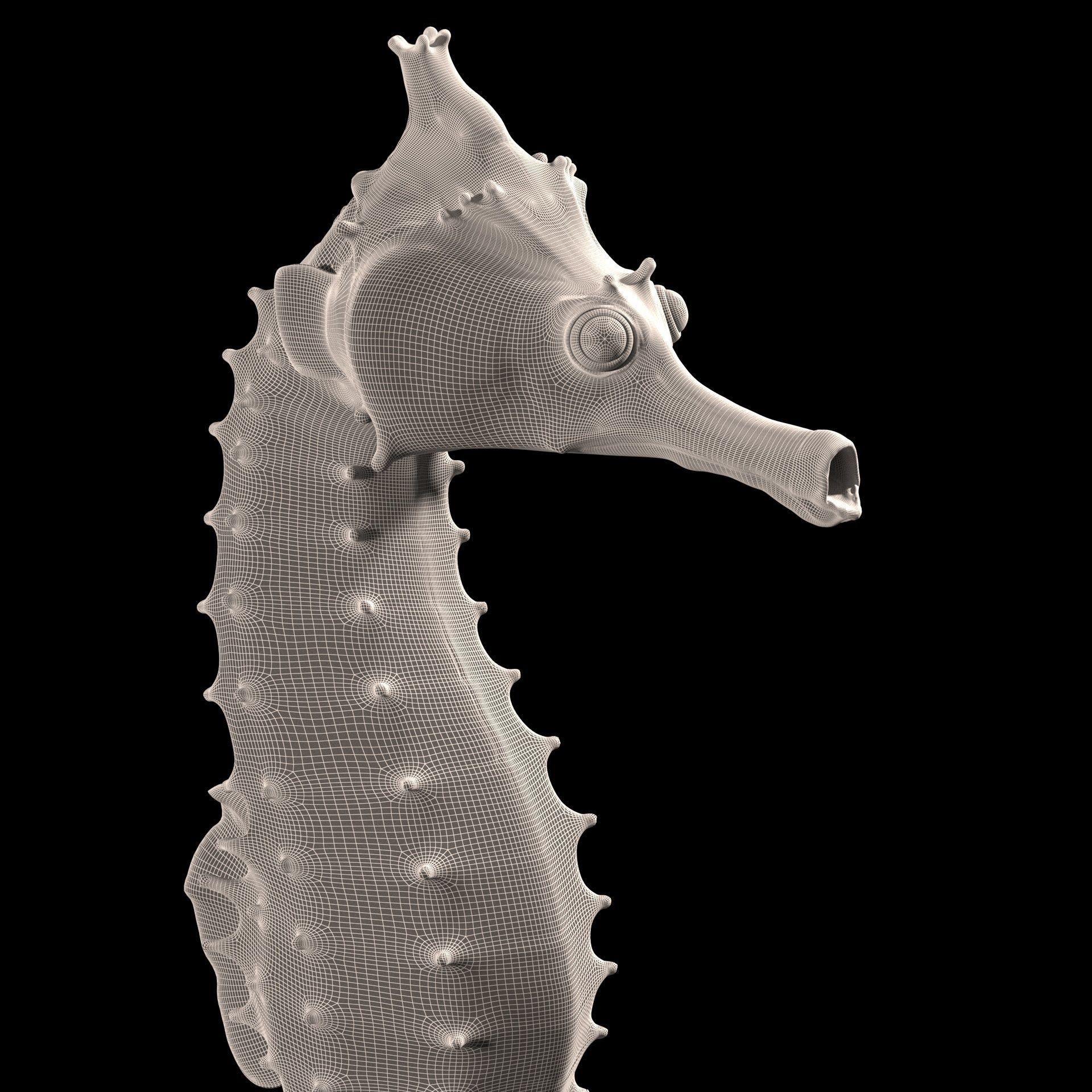 Pacific Seahorse Low-poly 3D model_23