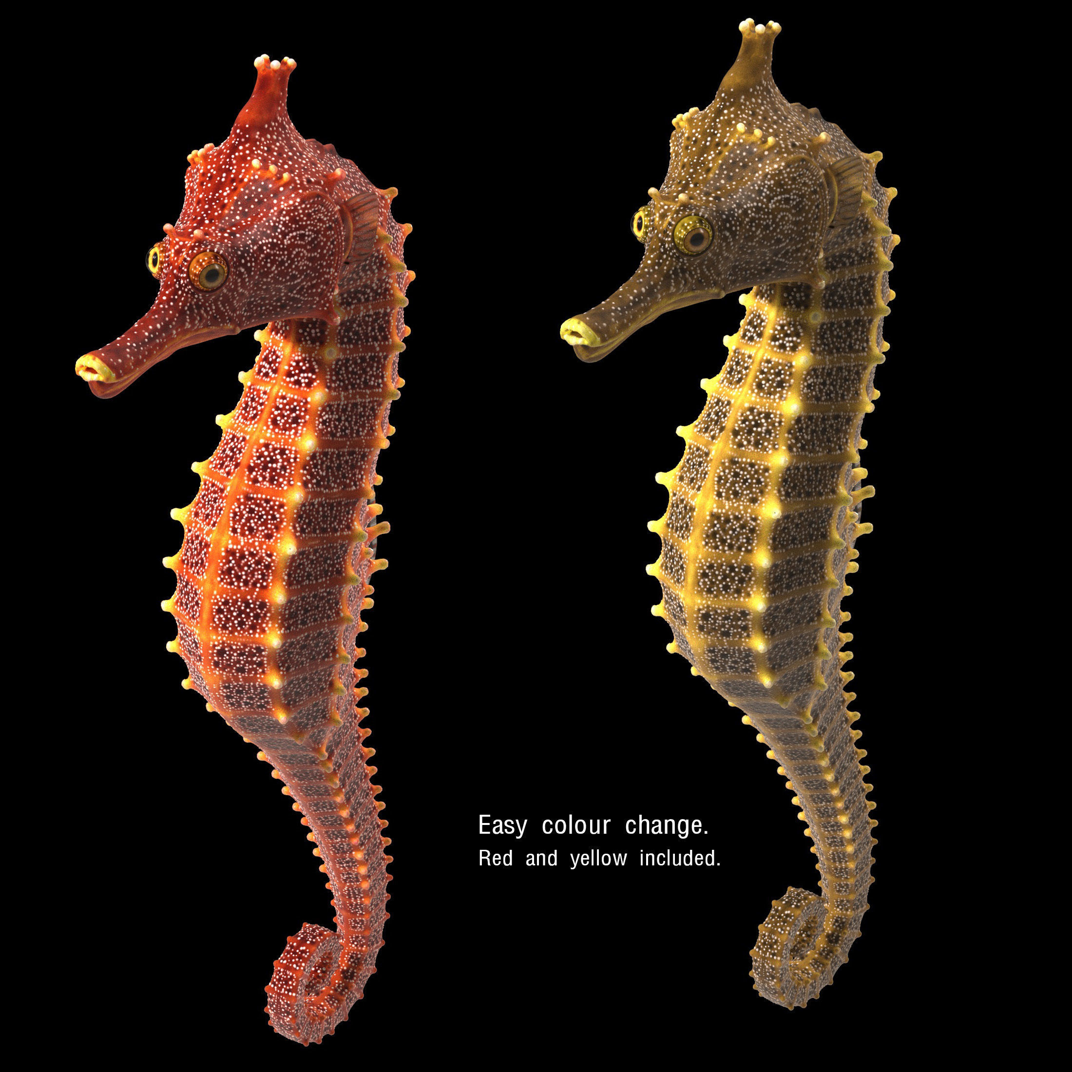 Pacific Seahorse Low-poly 3D model_9