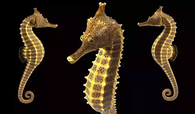 Pacific Seahorse Low-poly 3D model