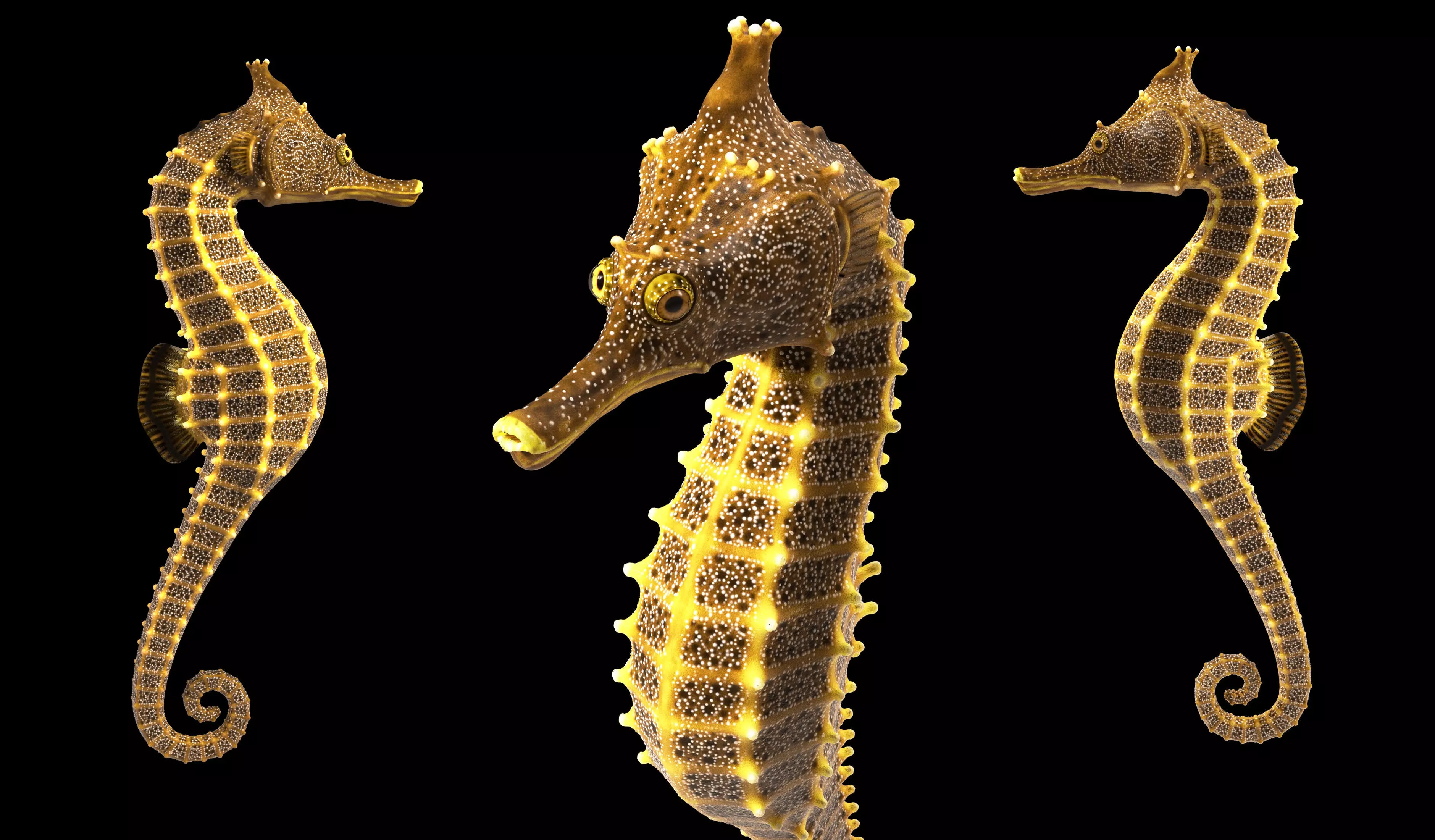 Pacific Seahorse Low-poly 3D model_6
