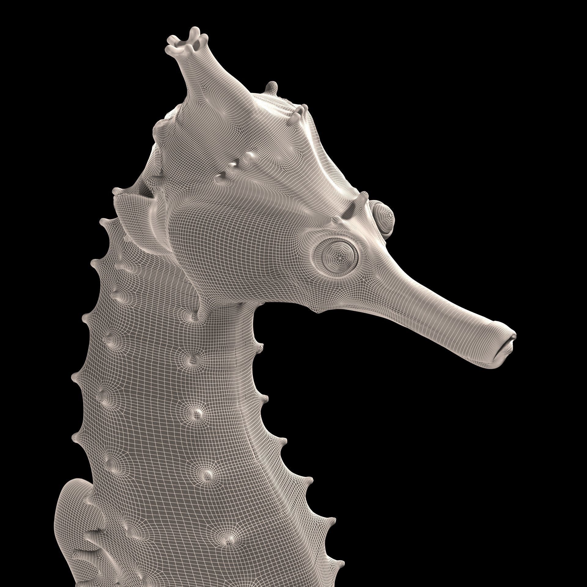 Pacific Seahorse Low-poly 3D model_24