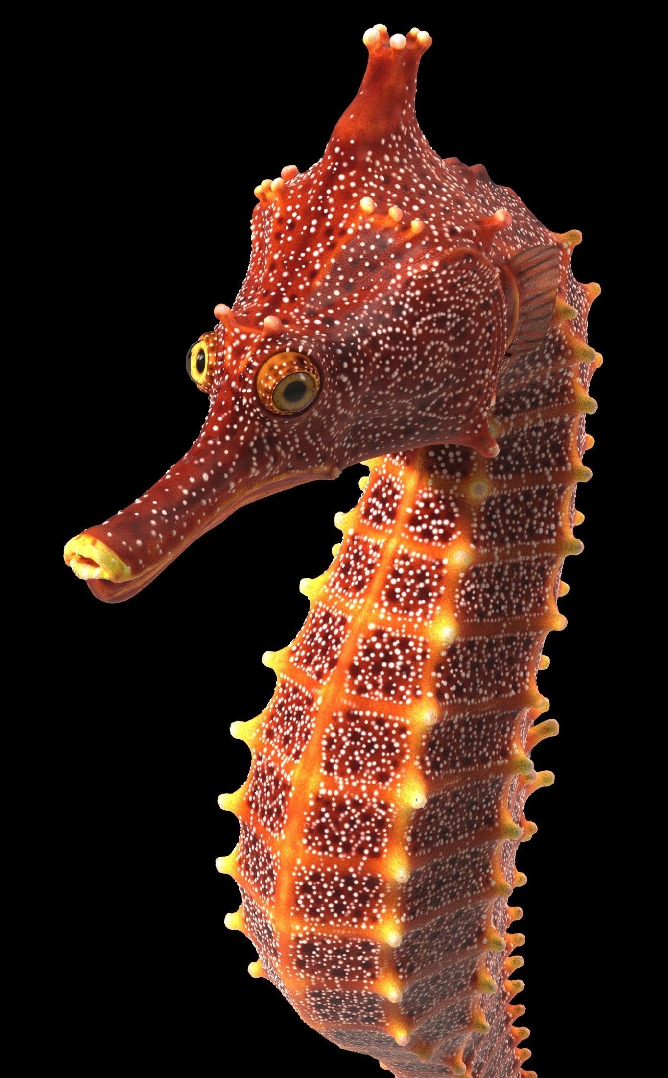 Pacific Seahorse Low-poly 3D model_18