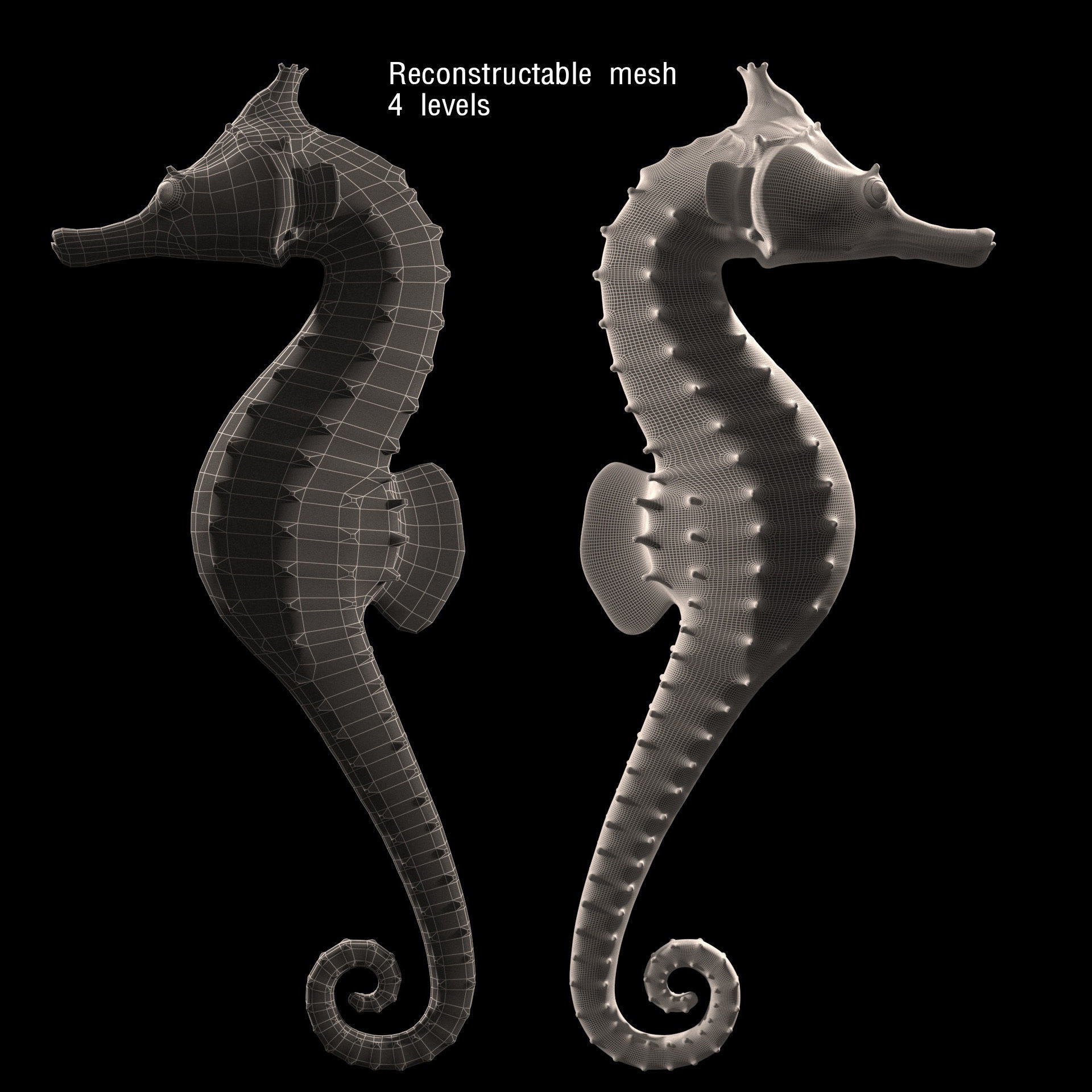 Pacific Seahorse Low-poly 3D model_10