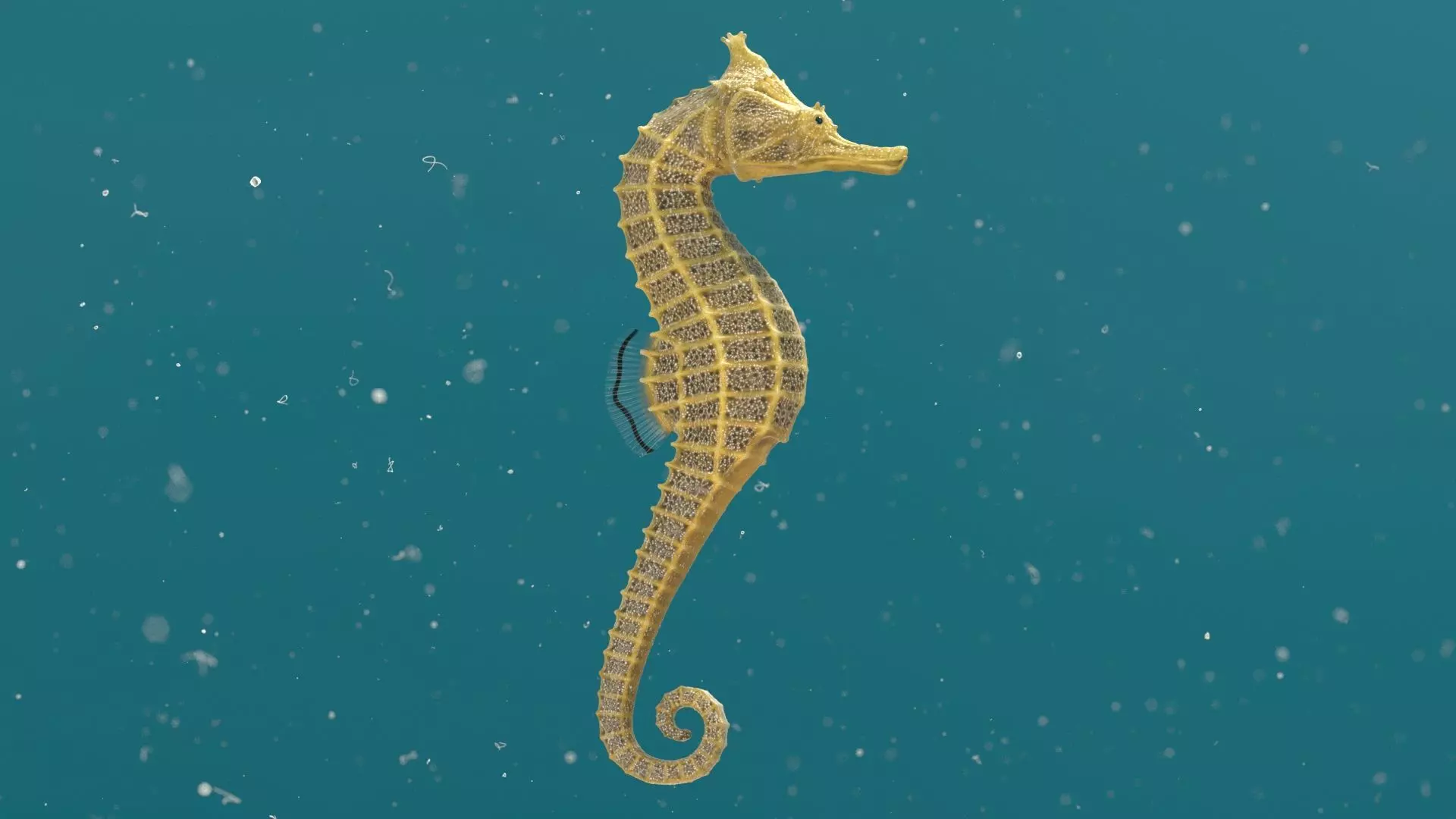 Pacific Seahorse Low-poly 3D model_3