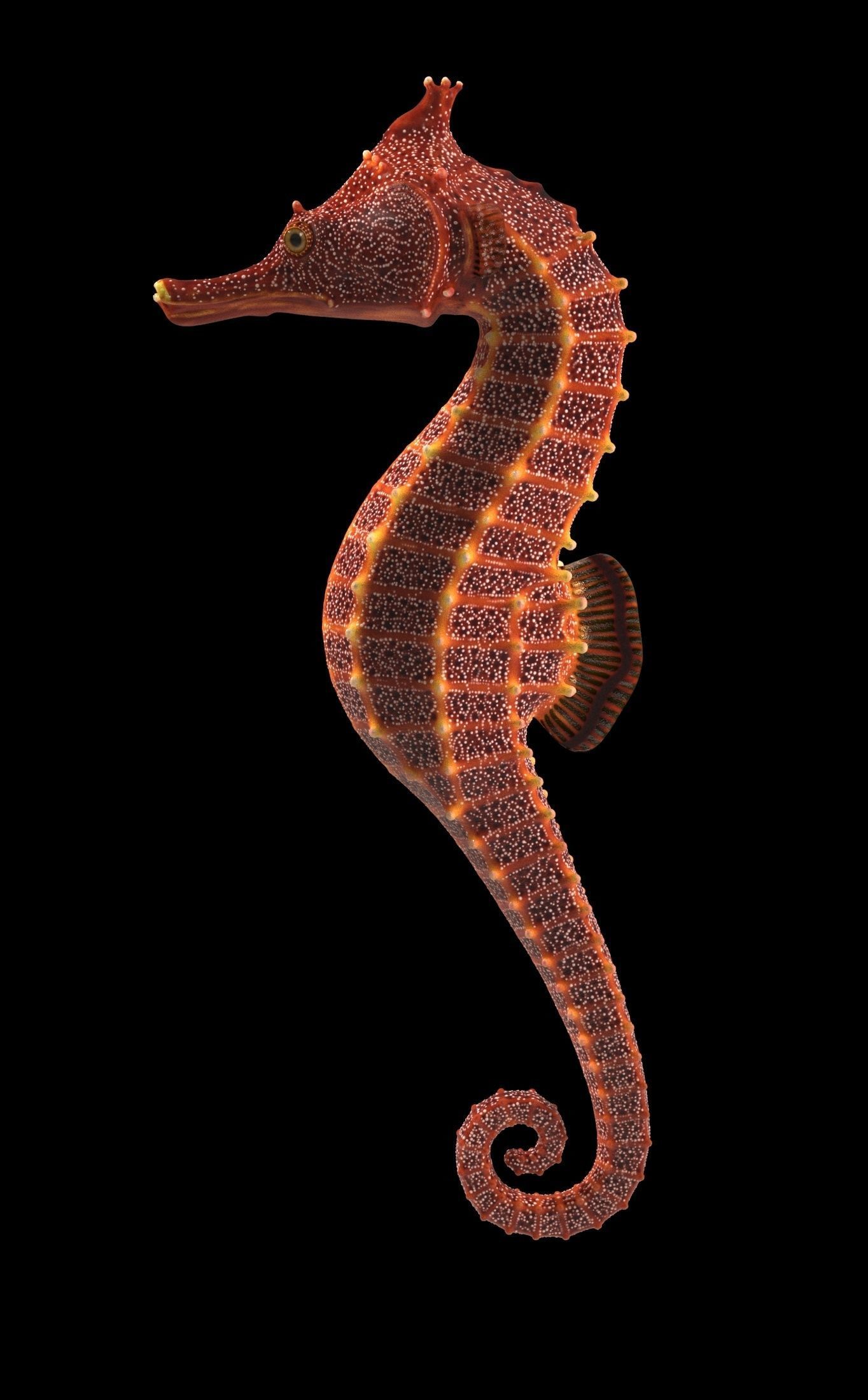 Pacific Seahorse Low-poly 3D model_20