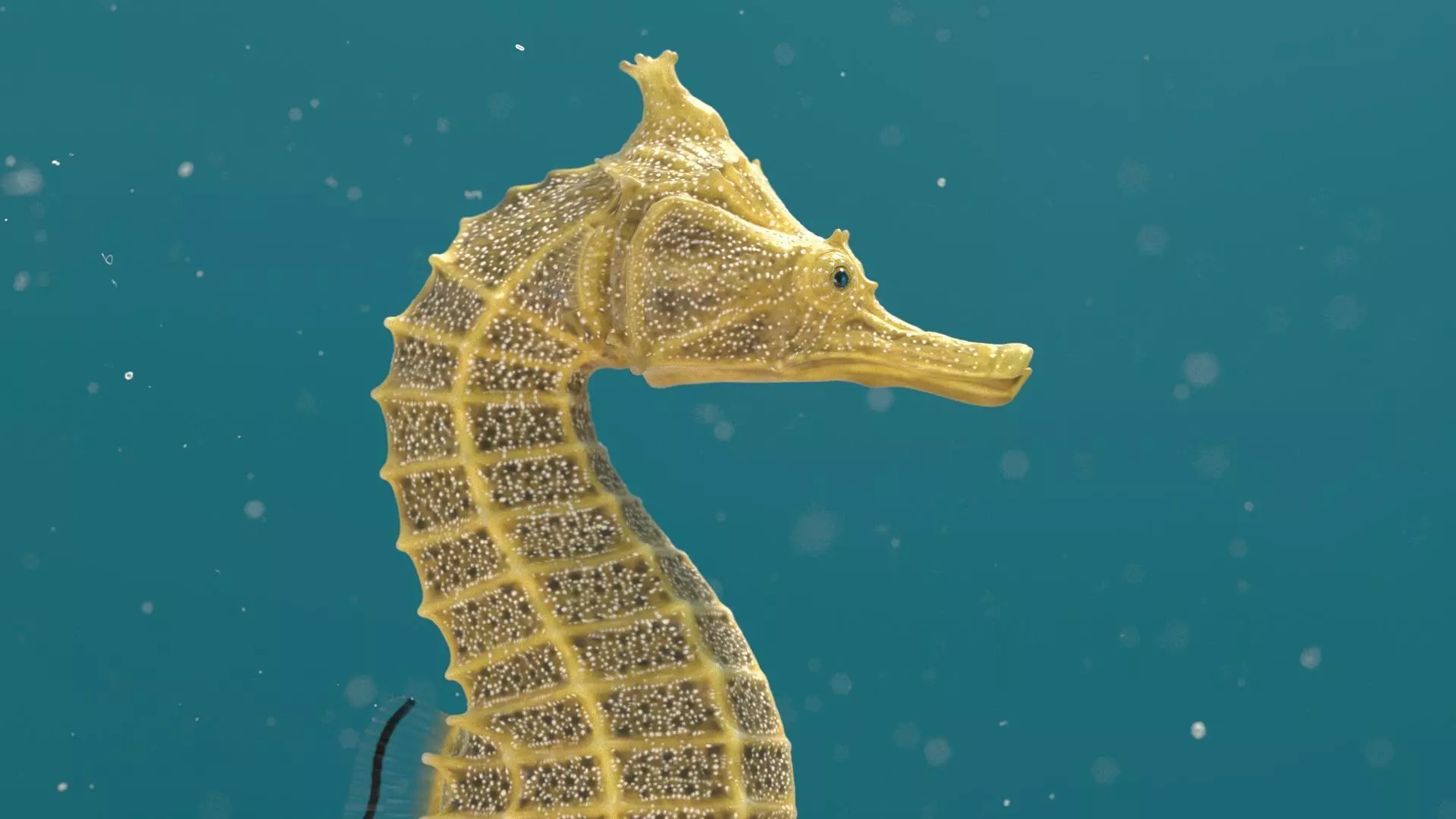 Pacific Seahorse Low-poly 3D model_2