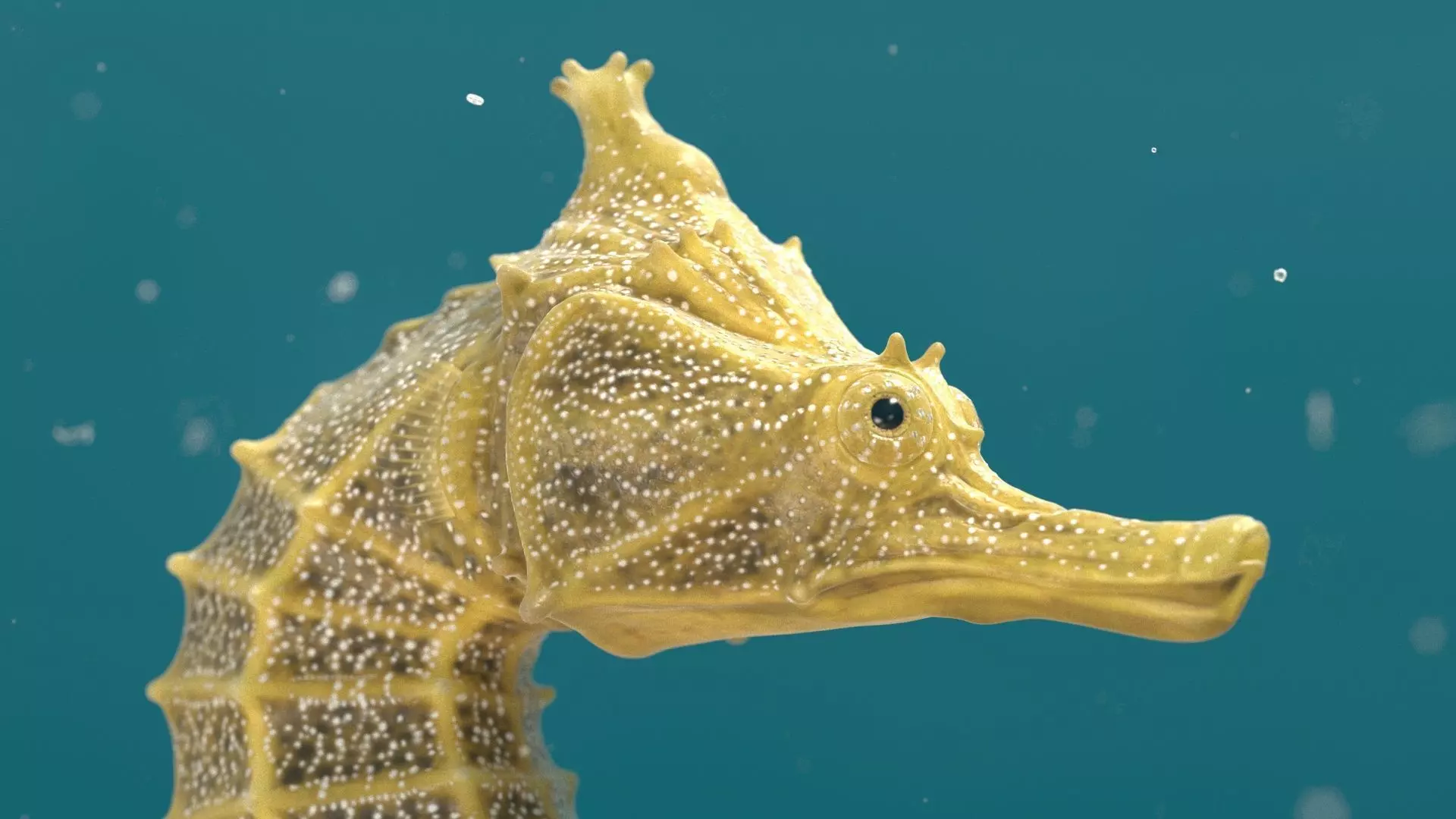 Pacific Seahorse Low-poly 3D model_4