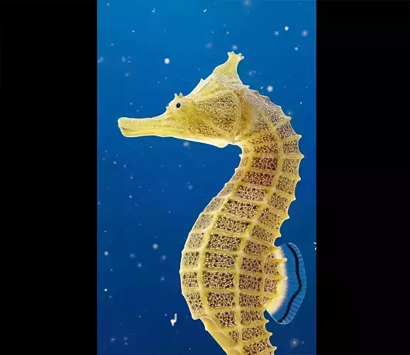 Pacific Seahorse Low-poly 3D model