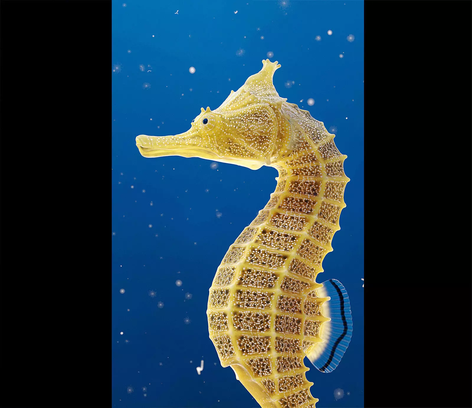 Pacific Seahorse Low-poly 3D model_0
