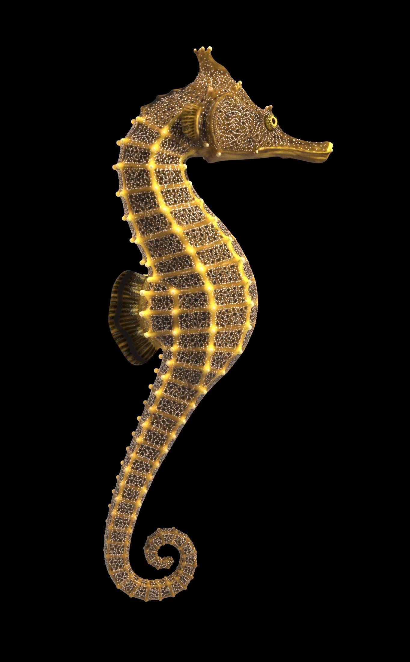 Pacific Seahorse Low-poly 3D model_7