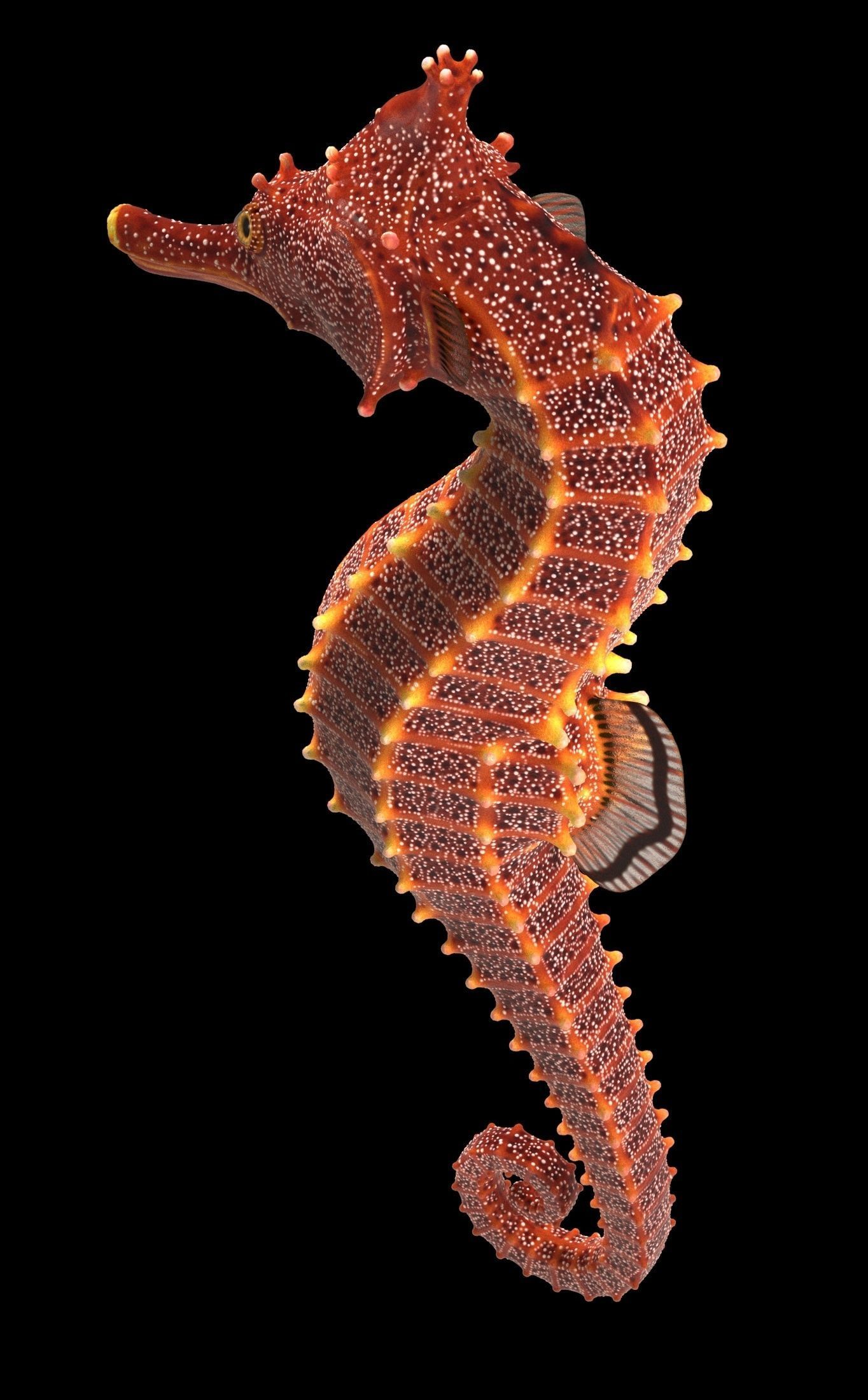 Pacific Seahorse Low-poly 3D model_12