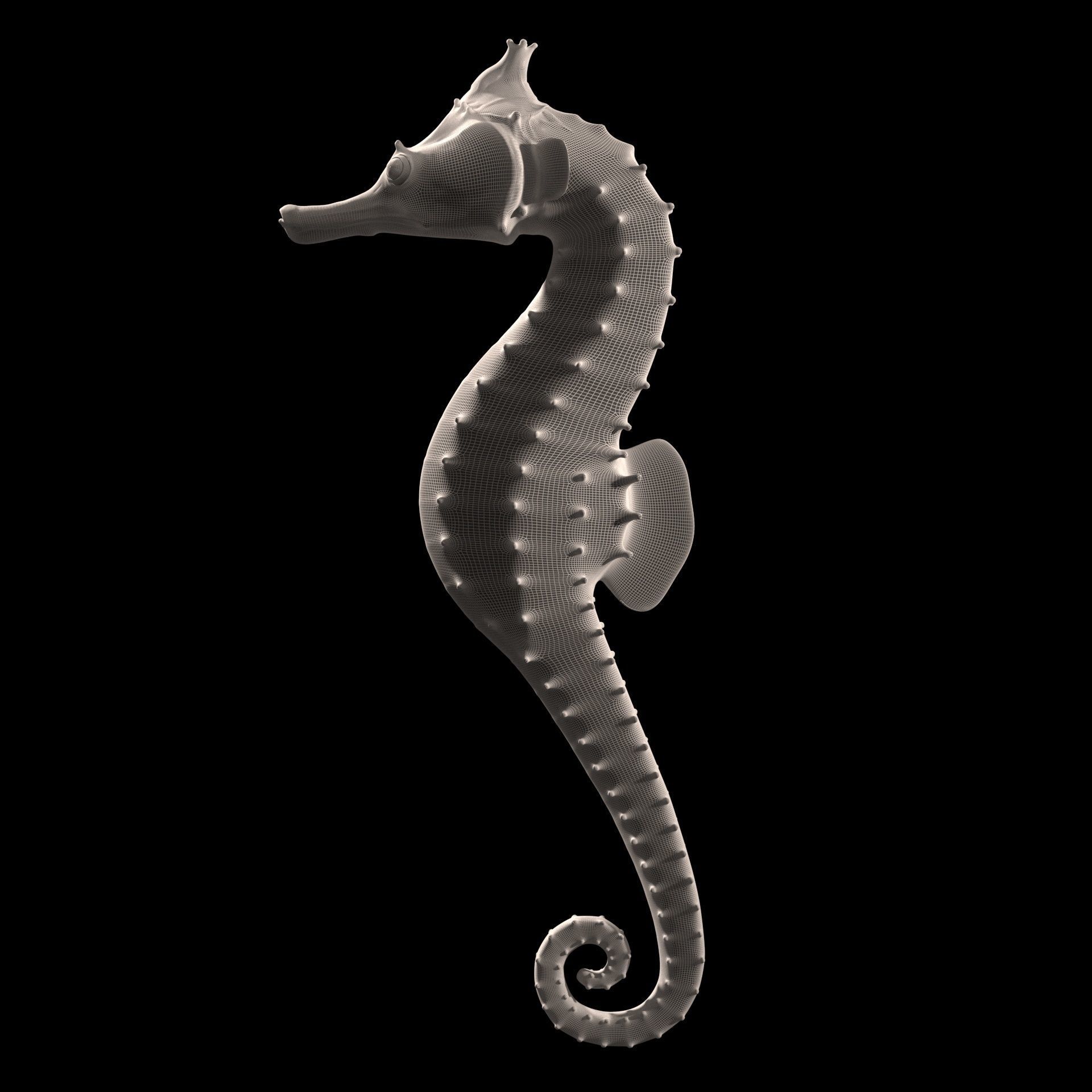 Pacific Seahorse Low-poly 3D model_15