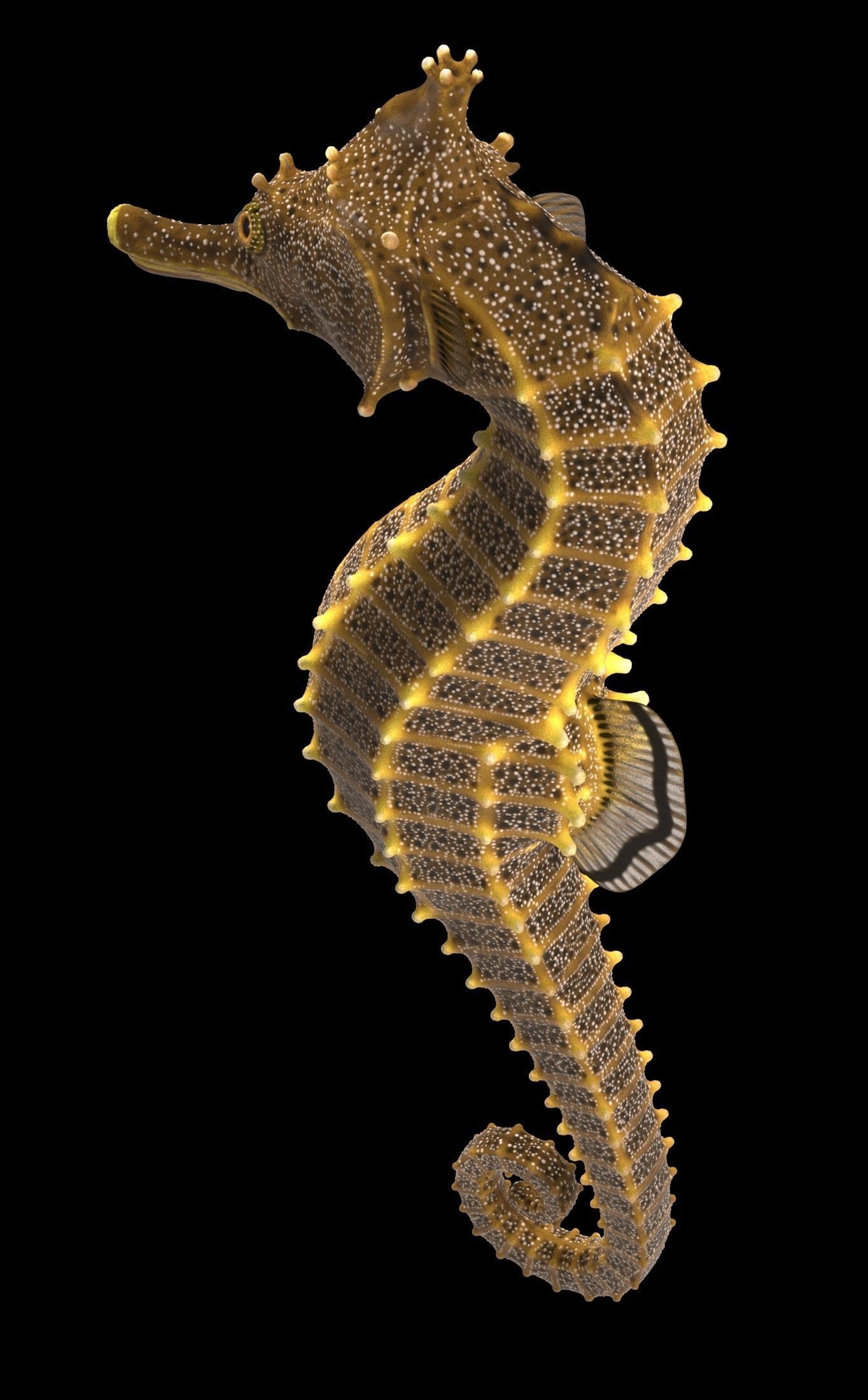 Pacific Seahorse Low-poly 3D model_16