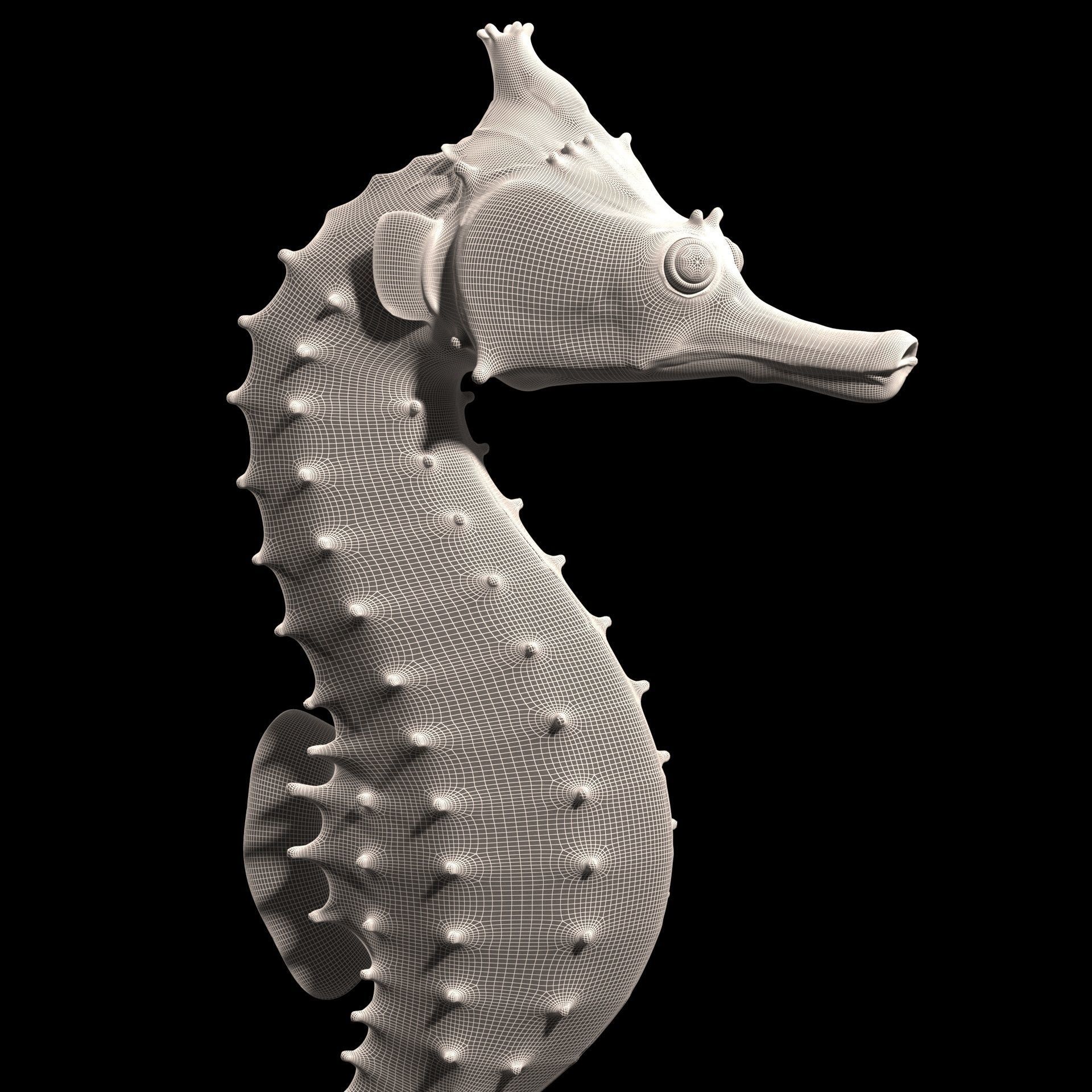 Pacific Seahorse Low-poly 3D model_19