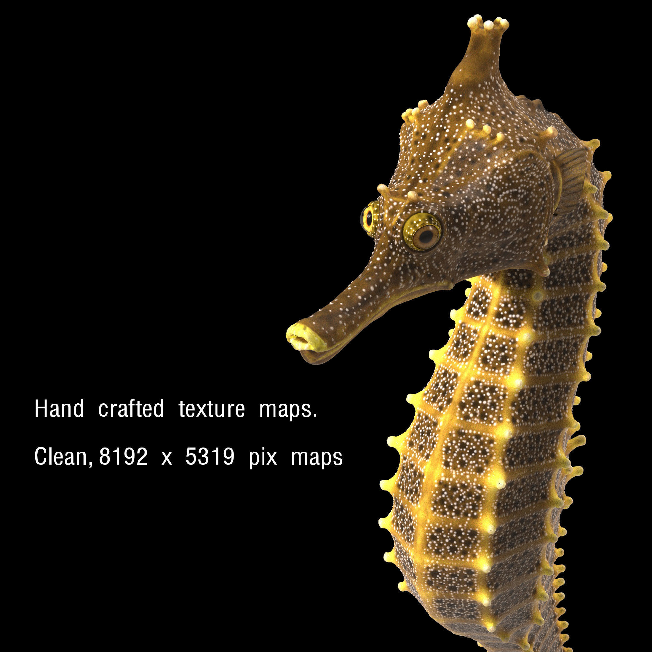 Pacific Seahorse Low-poly 3D model_14