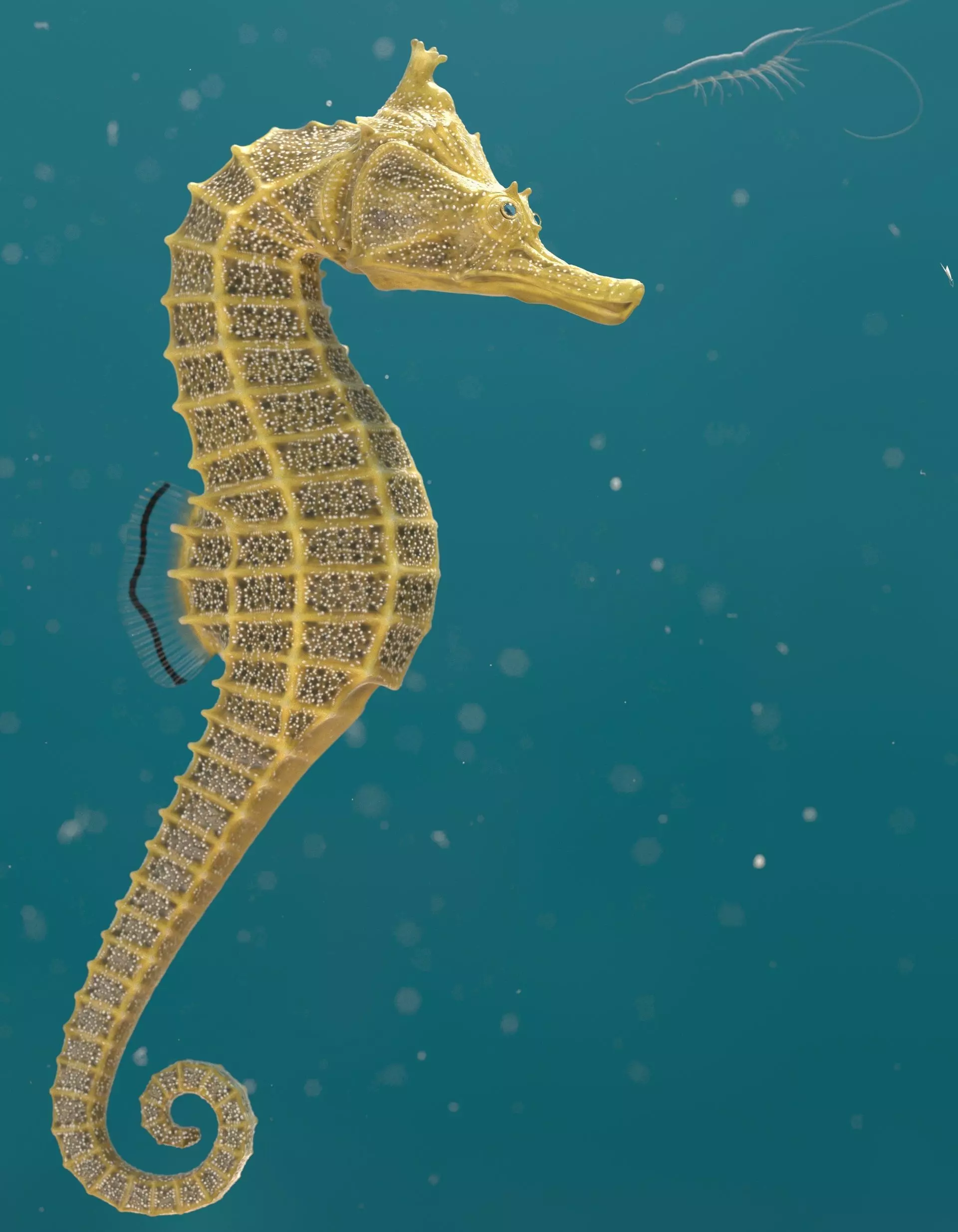 Pacific Seahorse Low-poly 3D model_5
