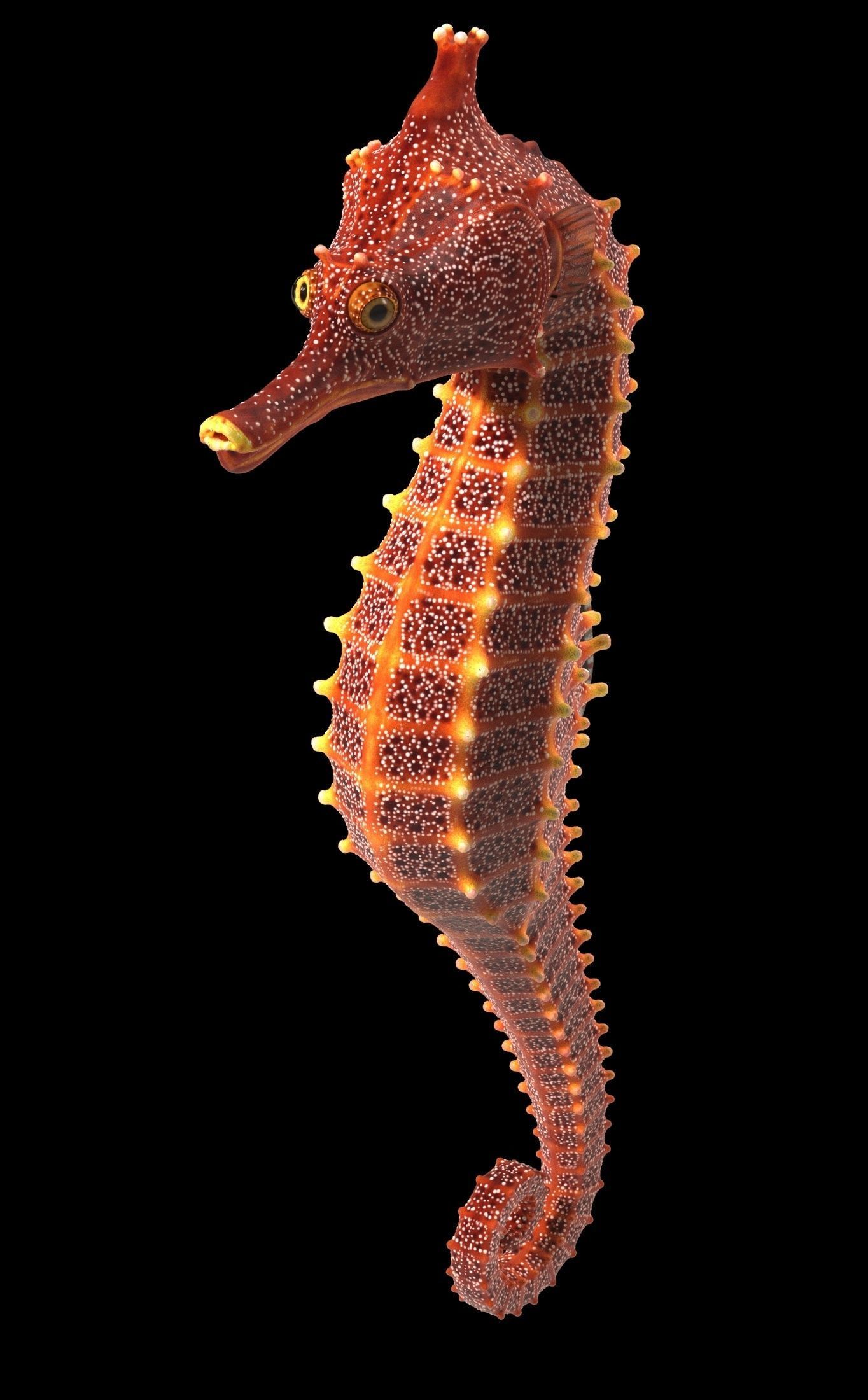Pacific Seahorse Low-poly 3D model_22