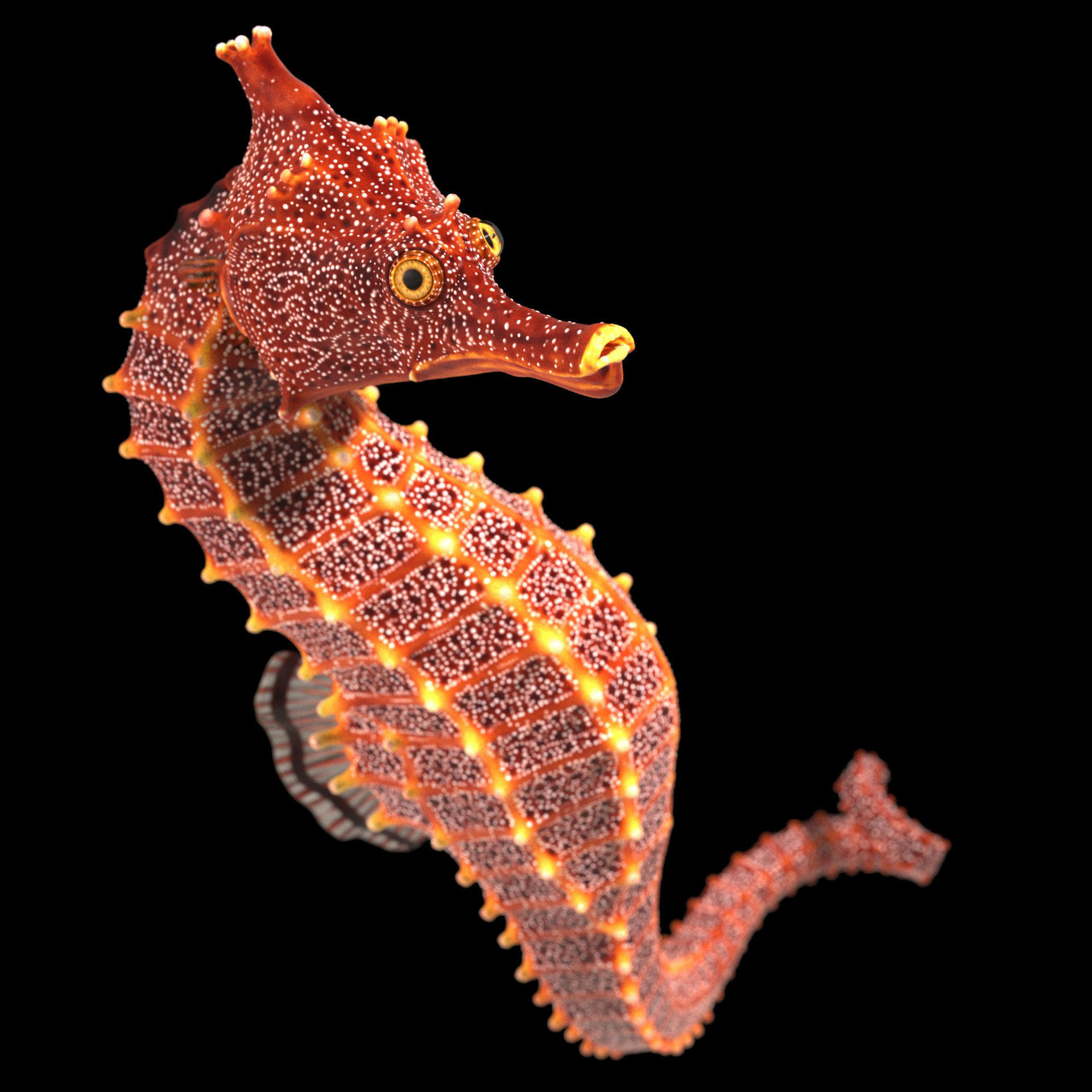 Pacific Seahorse Low-poly 3D model_25