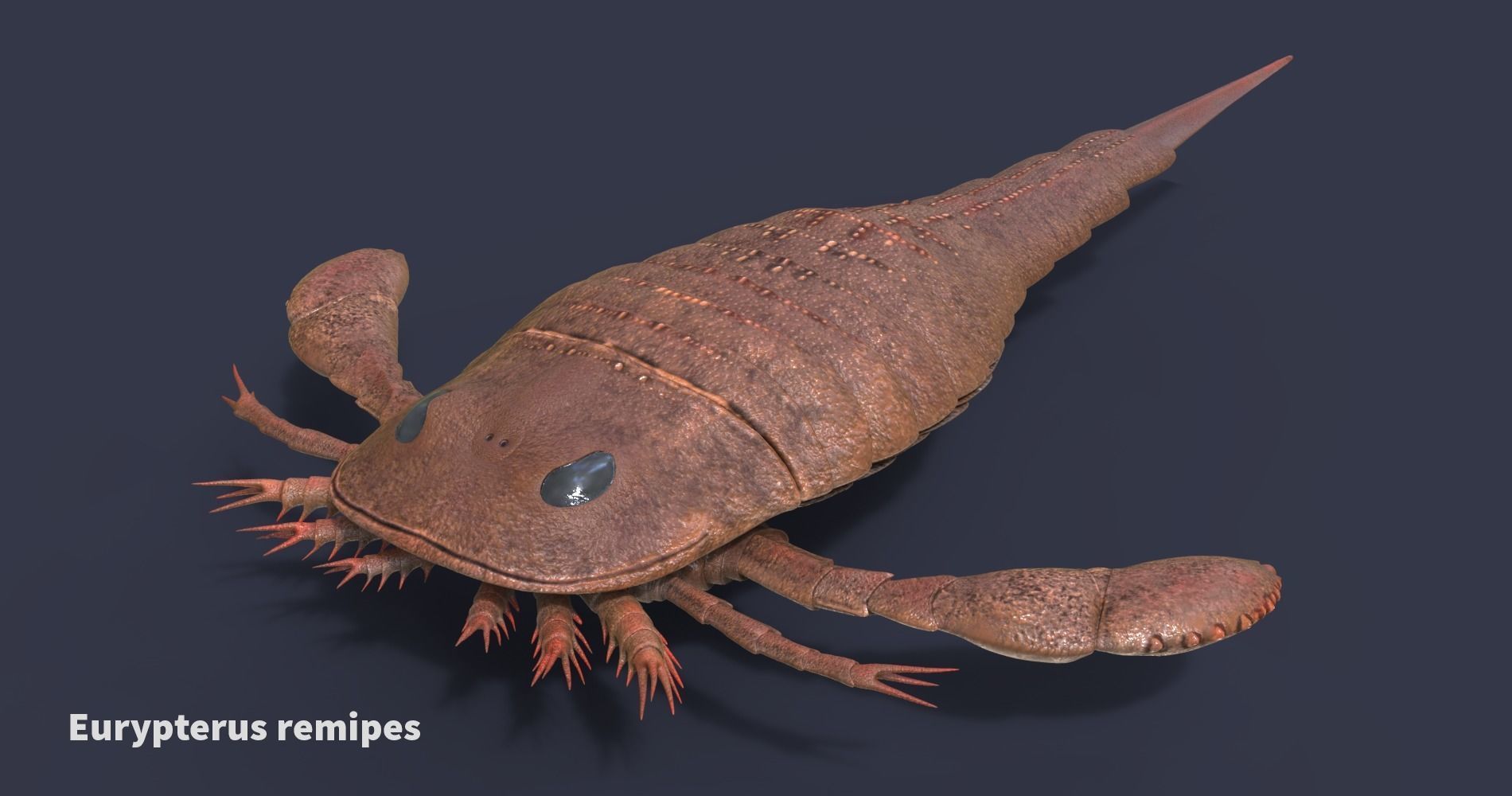 Extinct animals pack v5 3D model_61