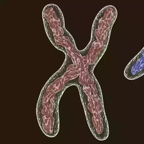 Chromosome two x chromosomes 3D model