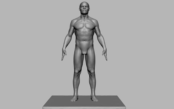 Male Anatomy Figure 3D print model