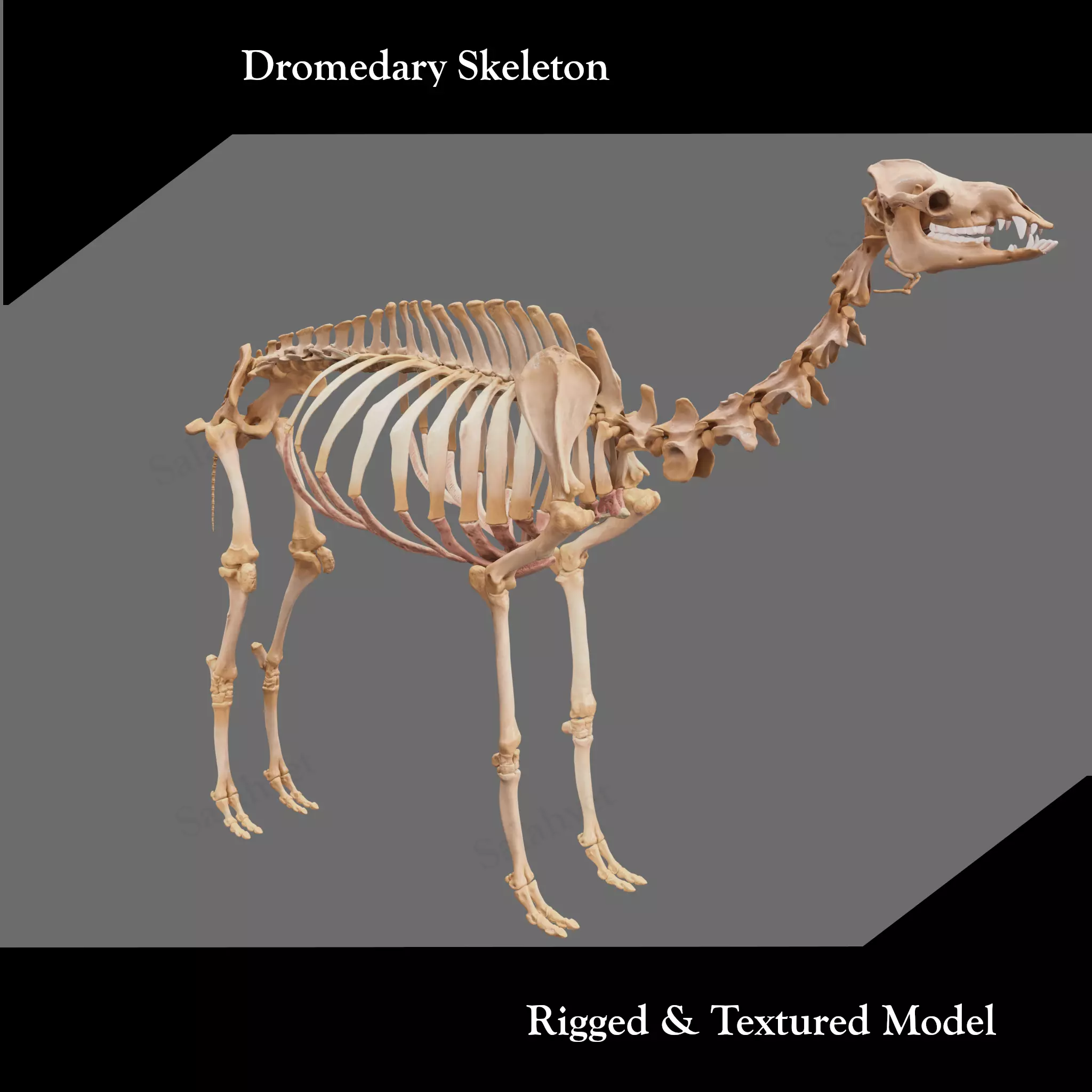 Dromedary Skeleton 3D model