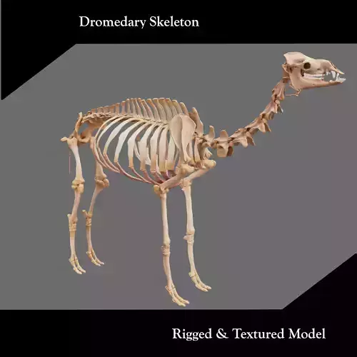 Dromedary Skeleton 