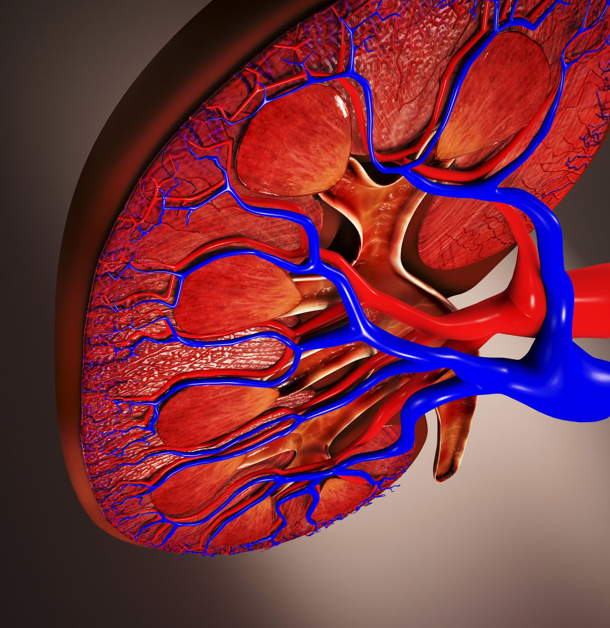 Kidney human 3D model_6