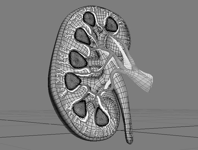 Kidney human 3D model_3