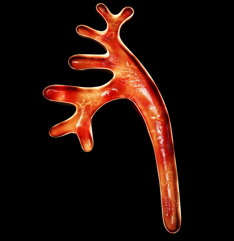 Kidney human 3D model_7