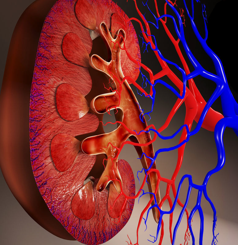 Kidney human 3D model_1