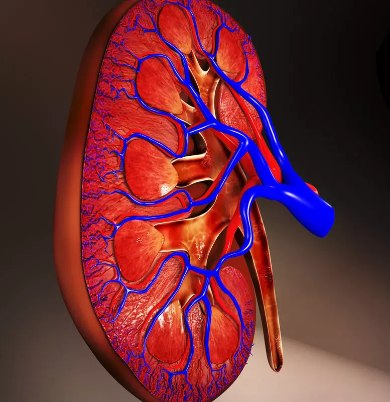 Kidney human 3D model_0