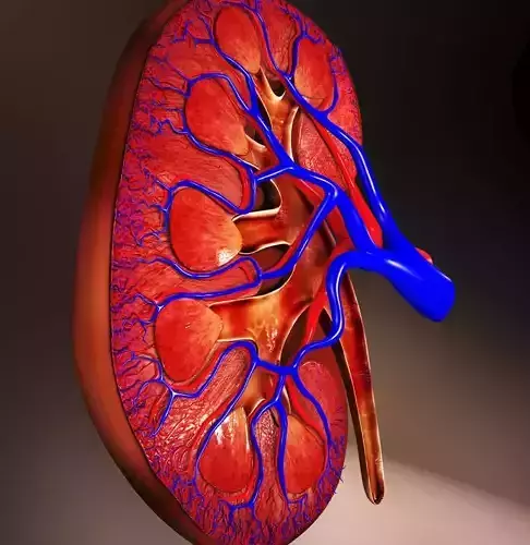 Kidney human 3D model