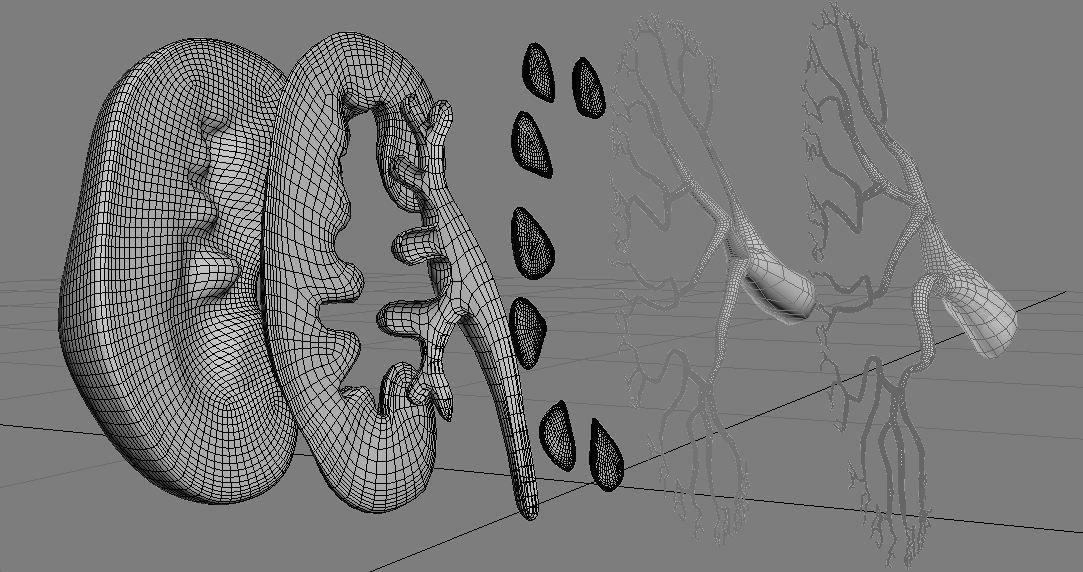 Kidney human 3D model_4