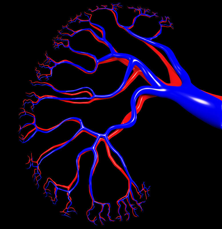Kidney human 3D model_5