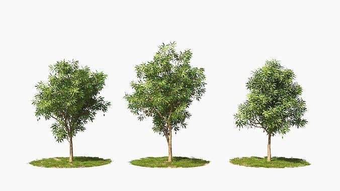 Wind Tree006 Animation Mango 3D model
