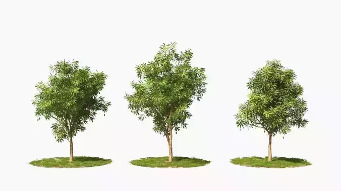 Wind Tree006 Animation Mango 3D model
