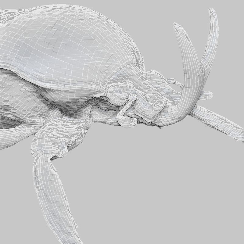 Rozenkever beetle Low-poly 3D model_6