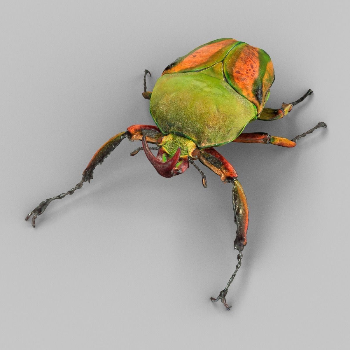 Rozenkever beetle Low-poly 3D model_2
