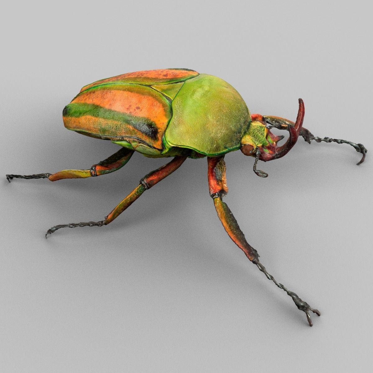 Rozenkever beetle Low-poly 3D model_1
