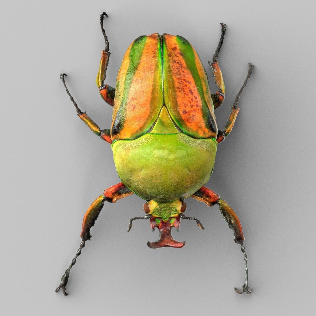 Rozenkever beetle Low-poly 3D model_3
