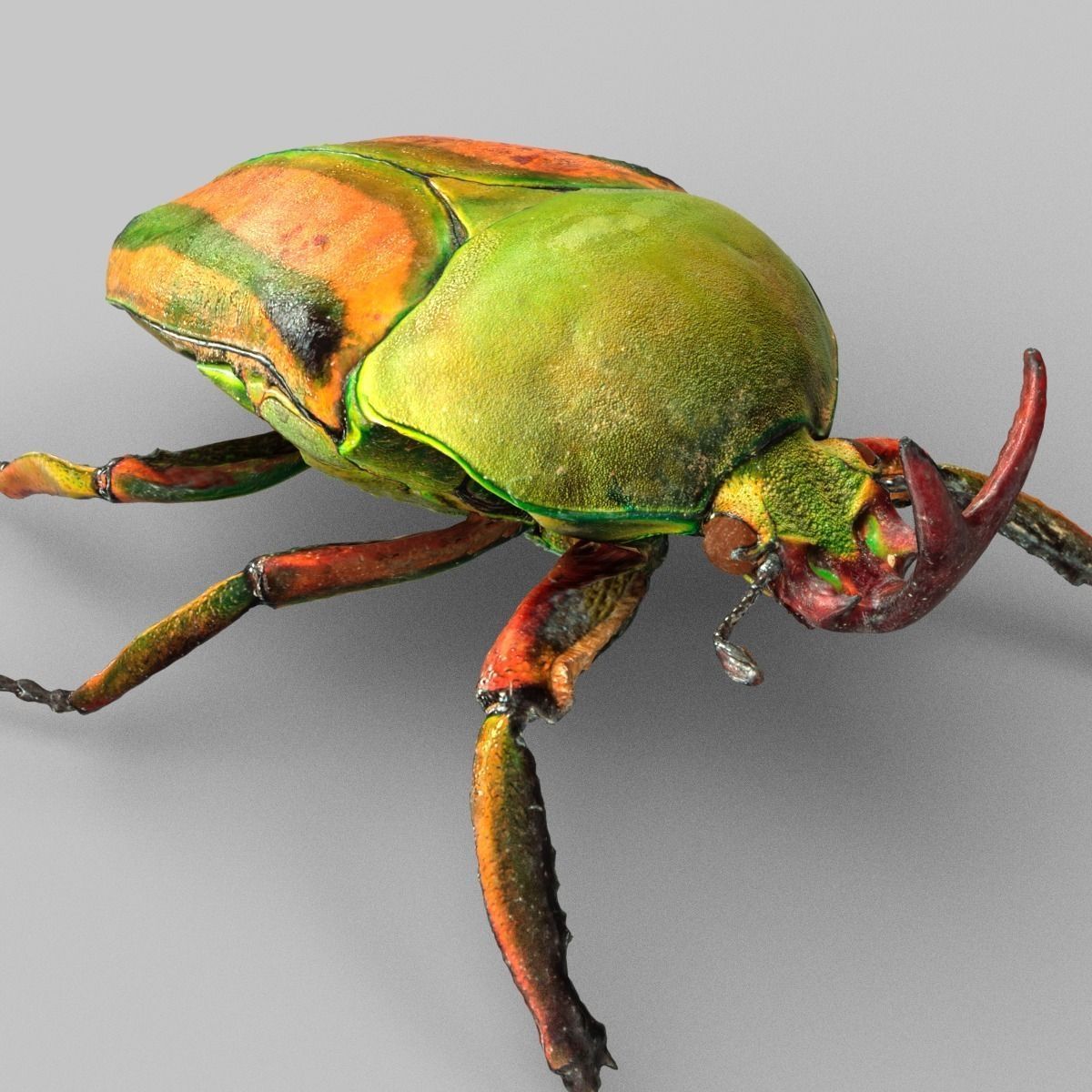 Rozenkever beetle Low-poly 3D model_5
