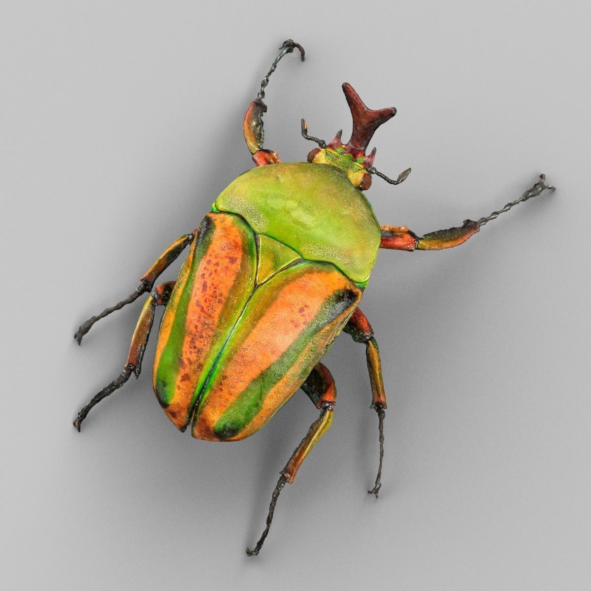 Rozenkever beetle Low-poly 3D model_4