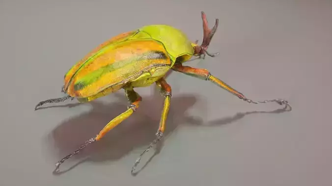 Rozenkever beetle Low-poly 3D model