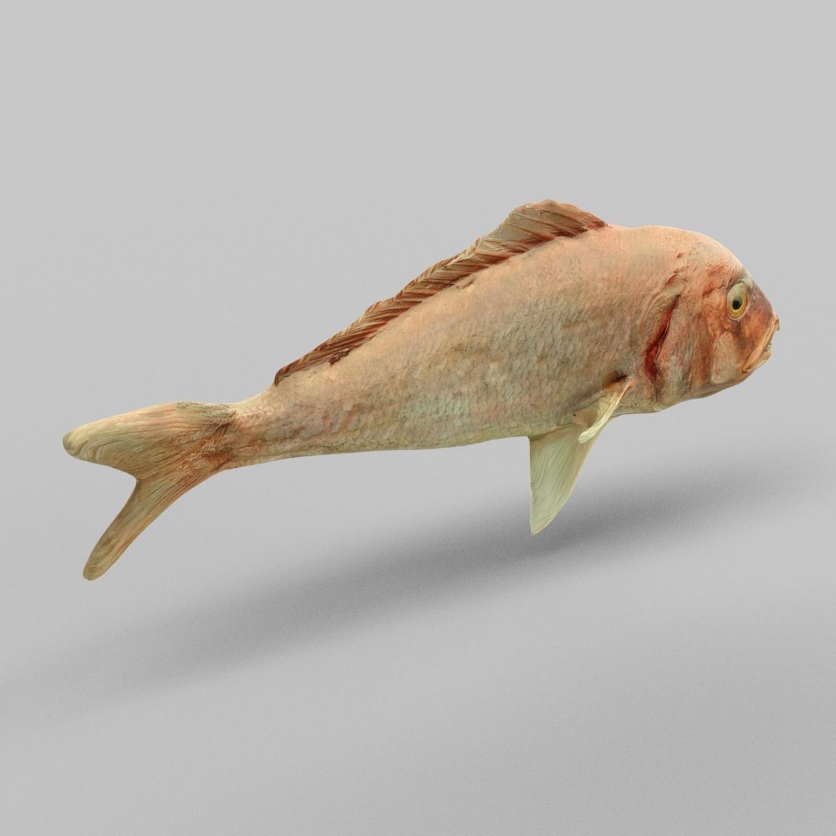 Prehistoric Fish Low-poly 3D model_1