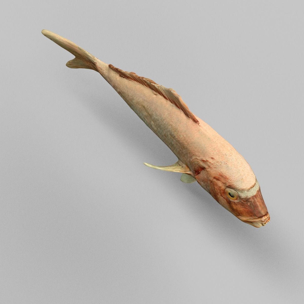 Prehistoric Fish Low-poly 3D model_3