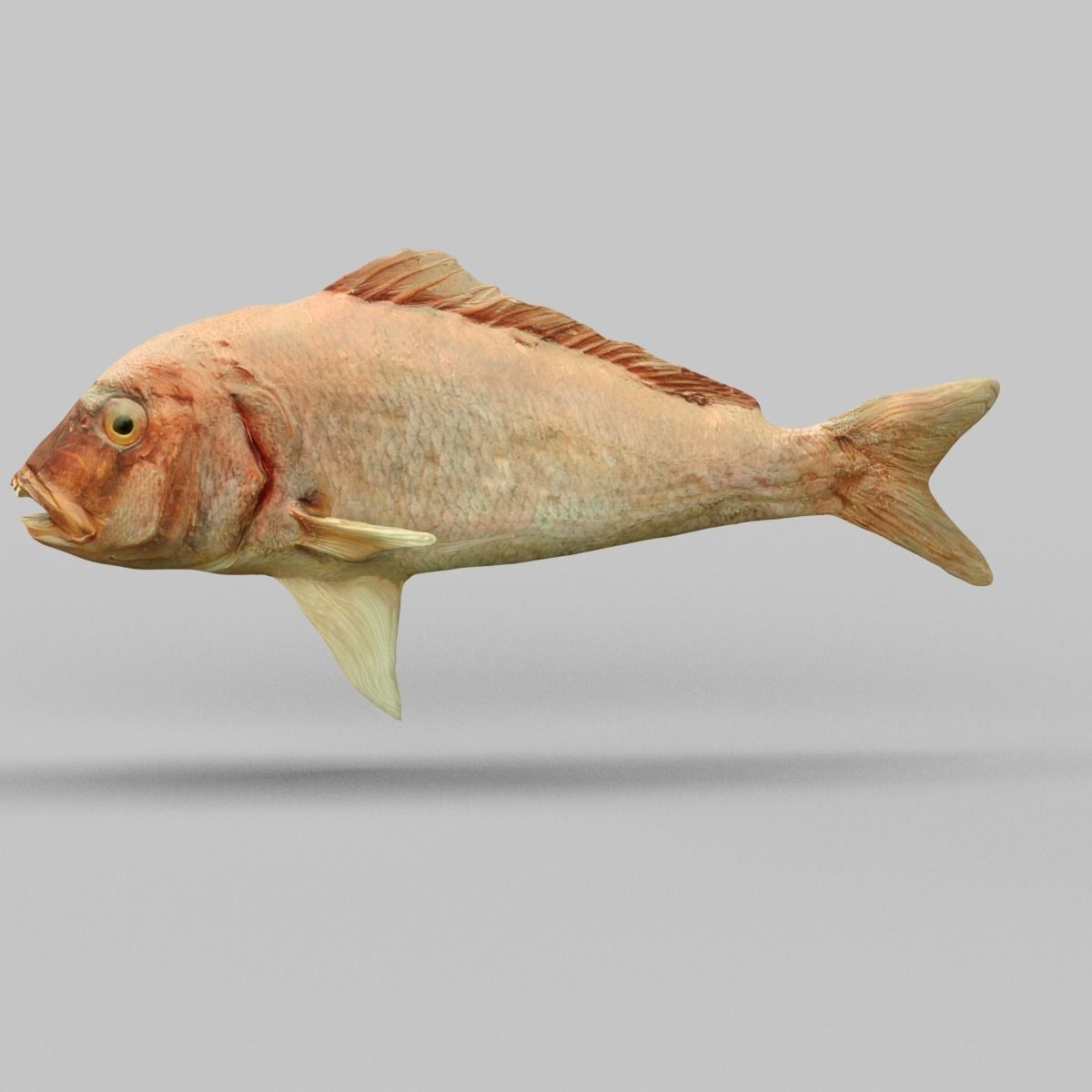 Prehistoric Fish Low-poly 3D model_4